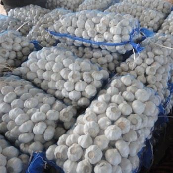 Bawang Putih Segar Putih Baru 2021