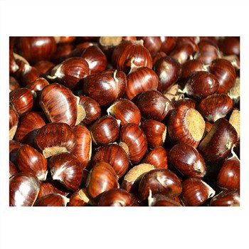 Tas Jala Chesnut Organik Segar